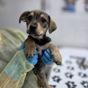Wirehaired Terrier and Dachshund Dogs Available for Adoption in Incline Village, Nevada - Kappa | PetCurious