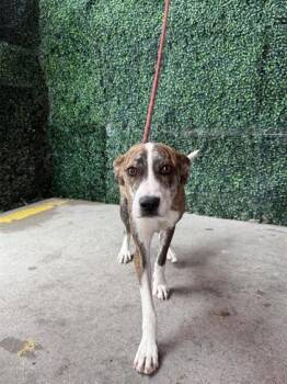 61254962 -  Mixed Breed Dog for Adoption in El Paso, Texas - 61254962 | PetCurious