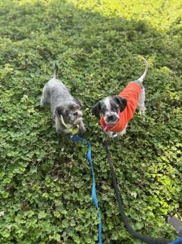 Carter -  Shih Tzu Dog for Adoption in Vancouver, Washington - Carter | PetCurious