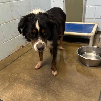 Oakland -  Australian Shepherd and Mixed Breed Dog for Adoption in Saint Joseph, Missouri - Oakland | PetCurious