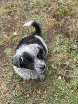 Aussiedoodle and Miniature Poodle Dogs Available for Adoption in Fresno, California - Buttons | PetCurious