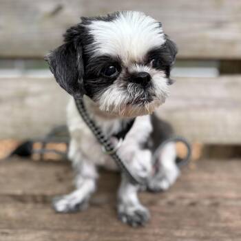 Shih Tzu Dogs Available for Adoption in Columbia, Maryland - Nike- #51110 | PetCurious