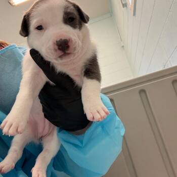 Vena 0948 -  Mixed Breed Dog for Adoption in Loxahatchee Groves, Florida - Vena 0948 | PetCurious