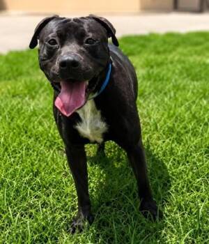 Apollo -  Terrier and Mixed Breed Dog for Adoption in Palm Coast, Florida - Apollo | PetCurious
