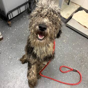 Valya -  Mixed Breed Dog for Adoption in Columbiana, Alabama - Valya | PetCurious