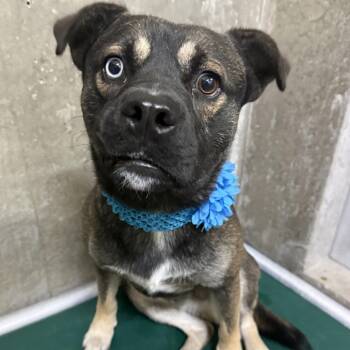Disco -  Mixed Breed Dog for Adoption in Las Cruces, New Mexico - Disco | PetCurious