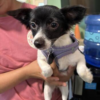 Chihuahua Dogs Available for Adoption in Tampa, Florida - Indie | PetCurious