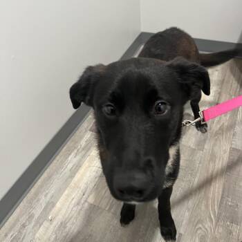 German Shepherd Dog and Mixed Breed Dogs Available for Adoption in Richmond Hill, Georgia - Gemma | PetCurious