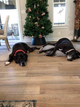 Rescue Great Dane Dogs for Adoption in Pine Beach, New Jersey - Bruno | PetCurious