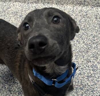 Labrador Retriever and Australian Cattle Dog Blue Heeler Dogs Available for Adoption in Golden, Colorado - Harrison | PetCurious