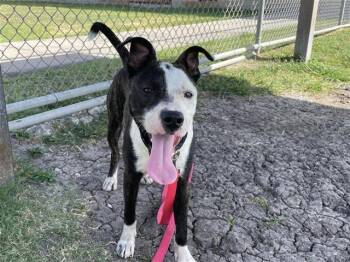 HAALAND -  Pit Bull Terrier and Mixed Breed Dog for Adoption in Corpus Christi, Texas - HAALAND | PetCurious