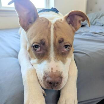 Taylor -  Pit Bull Terrier Dog for Adoption in Philadelphia, Pennsylvania - Taylor | PetCurious