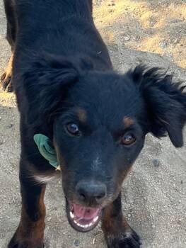 Rescue Terrier Dogs for Adoption in Bermuda Dunes, California - Jade | PetCurious