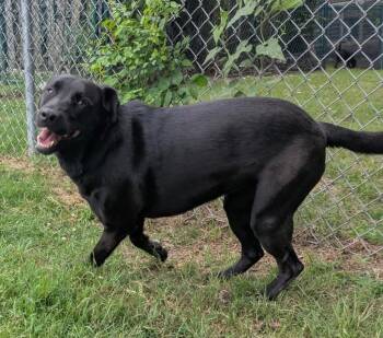 Zakura -  Labrador Retriever Dog for Adoption in Little Rock, Arkansas - Zakura | PetCurious
