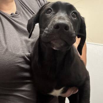 Carrie -  Australian Cattle Dog Blue Heeler and Mixed Breed Dog for Adoption in Tulsa, Oklahoma - Carrie | PetCurious