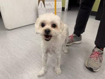 CHARLOTTE -  Maltese and Mixed Breed Dog for Adoption in Colorado Springs, Colorado - CHARLOTTE | PetCurious