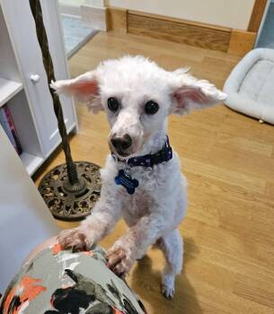 Bailey -  Poodle Dog for Adoption in Whitewater, Wisconsin - Bailey | PetCurious
