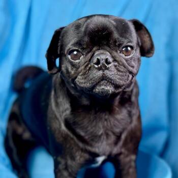 Pug Dogs Available for Adoption - Edwin: The Snuggly Sidekick With A Snorty Smile | PetCurious