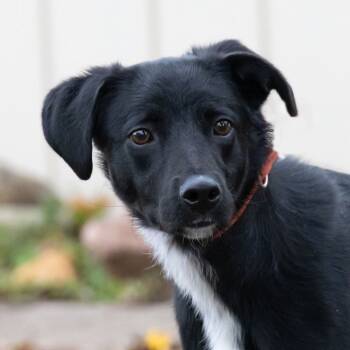 Rescue Black Labrador Retriever Dogs for Adoption in Mckean, Pennsylvania - Graham The Great | PetCurious