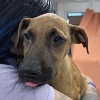 Obama -  Mixed Breed Dog for Adoption in Indianapolis, Indiana - Obama | PetCurious