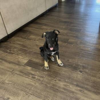 Ryder -  German Shepherd Dog Dog for Adoption in Hayward, California - Ryder | PetCurious