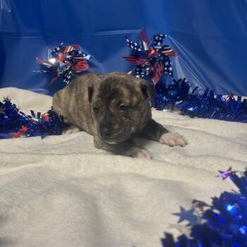 Mixed Breed Dogs Available for Adoption in Greenville, Pennsylvania - Quinn- Purple | PetCurious