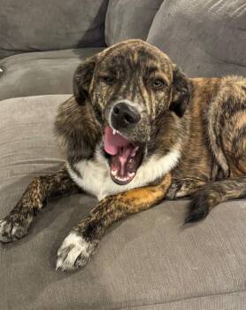 Australian Cattle Dog Blue Heeler and Retriever Dogs Available for Adoption in Fort Lupton, Colorado - Hank Ray Ray | PetCurious