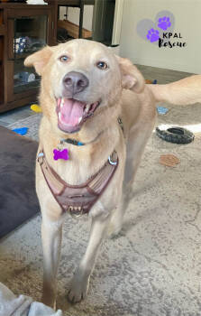 Rescue Husky and Mixed Breed Dogs for Adoption in Kenai, Alaska - Picard | PetCurious