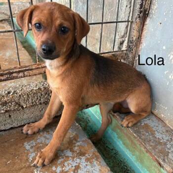 Lola Bear -  Labrador Retriever and Terrier Dog for Adoption in Austin, Texas - Lola Bear | PetCurious
