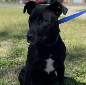 Black Labrador Retriever Dogs Available for Adoption in Rockaway, New Jersey - Cinder Louisiana | PetCurious