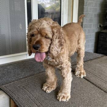 Betty Cocker -  Cocker Spaniel Dog for Adoption in Wichita, Kansas - Betty Cocker | PetCurious
