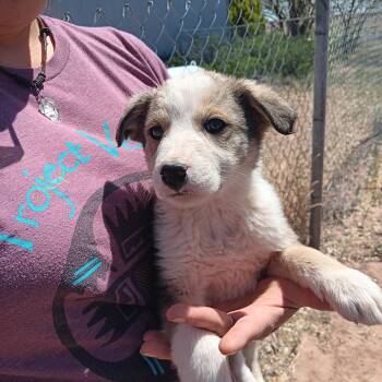 Australian Shepherd Dogs Available for Adoption in Scottsdale, Arizona - Amelia | PetCurious