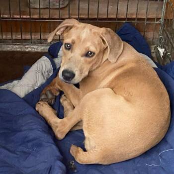 Bean -  Hound Dog for Adoption in South Elgin, Illinois - Bean | PetCurious