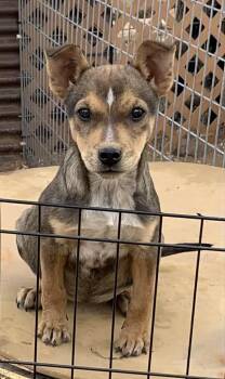 Rescue Terrier Dogs for Adoption in Chinle, Arizona - Minnie Winnie | PetCurious