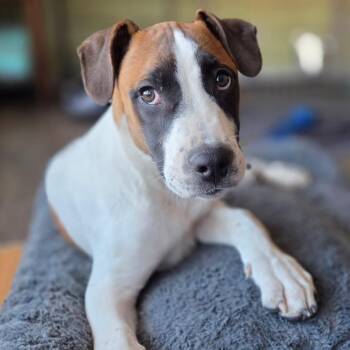 Pit Bull Terrier Dogs Available for Adoption - 217 (2026) Moose | PetCurious