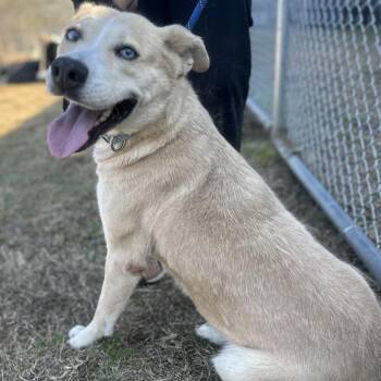 Pit Bull Terrier Dogs Available for Adoption - Azul | PetCurious