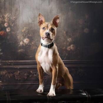 Axel -  American Staffordshire Terrier and Mixed Breed Dog for Adoption in Minneapolis, Minnesota - Axel | PetCurious