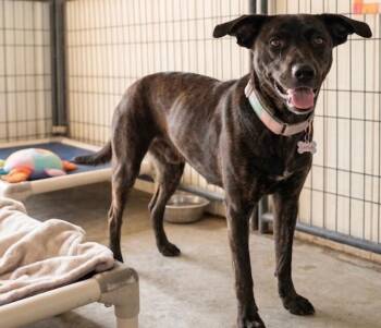 Hound and Mixed Breed Dogs Available for Adoption in Severance, Colorado - Layla | PetCurious