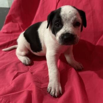 MARTHA MY DEAR  (green) -  Hound and Mixed Breed Dog for Adoption in Richmond, California - MARTHA MY DEAR  (green) | PetCurious