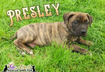 Pit Bull Terrier and German Shepherd Dog Dogs Available for Adoption in Ottawa Hills, Ohio - Presley - PENDING | PetCurious