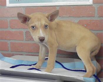 A2079901 -  Siberian Husky and Mixed Breed Dog for Adoption in Houston, Texas - A2079901 | PetCurious