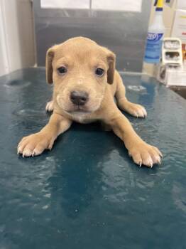 Atlas -  Mixed Breed Dog for Adoption in Mobile, Alabama - Atlas | PetCurious