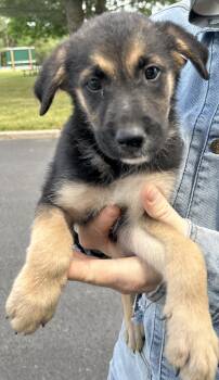 Gucci -  German Shepherd Dog Dog for Adoption in Pottsville, Pennsylvania - Gucci | PetCurious