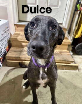 Rescue Catahoula Leopard Dog and Labrador Retriever Dogs for Adoption in Gilberts, Illinois - DULCE | PetCurious