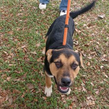 German Shepherd Dog Dogs Available for Adoption in Corsicana, Texas - Daffy Duck P46340 | PetCurious