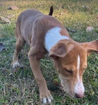 Rescue Hound Dogs for Adoption in Thomson, Georgia - Lola | PetCurious