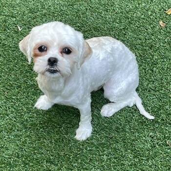 Sweetie -- 8 Pounds of Love and Cuddles -  Shih Tzu Dog for Adoption in Houston, Texas - Sweetie -- 8 Pounds Of Love And Cuddles | PetCurious