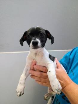 Baldy -  Chihuahua and Mixed Breed Dog for Adoption in Beatrice, Nebraska - Baldy | PetCurious