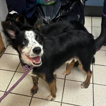 Parker -  Mixed Breed Dog for Adoption in Charleston, West Virginia - Parker | PetCurious