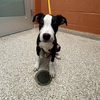 PAVO -  Pit Bull Terrier Dog for Adoption in Colorado Springs, Colorado - PAVO | PetCurious